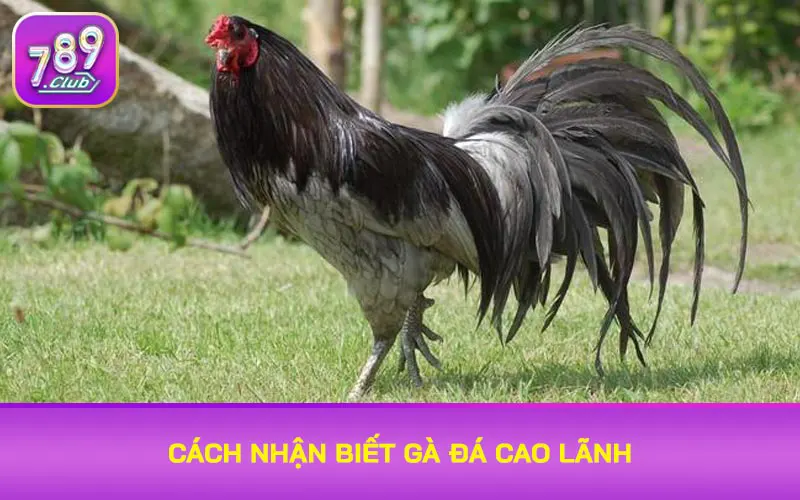 Cách nhận biết gà Cao Lãnh