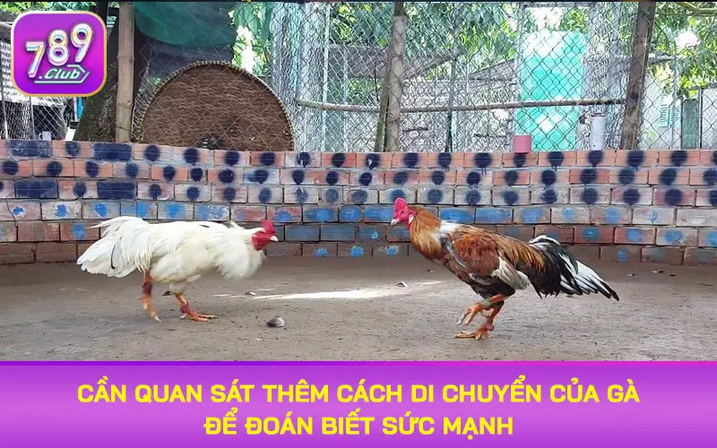 Cần quan sát thêm cách di chuyển của gà để đoán biết sức mạnh