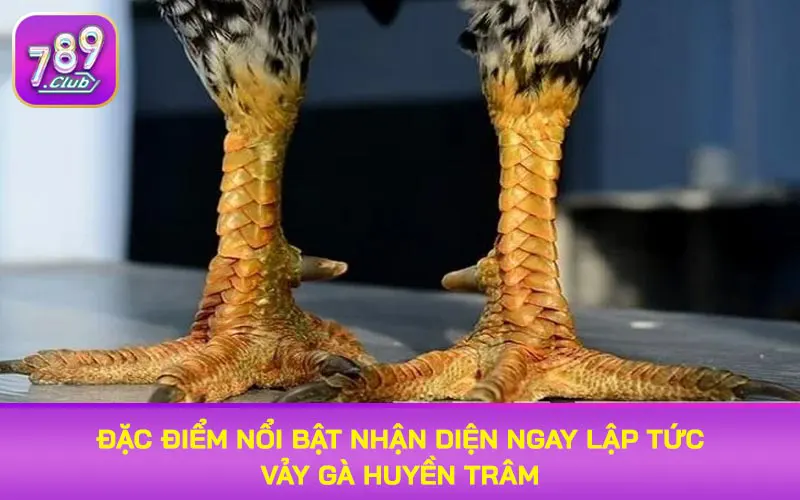 Đặc điểm nổi bật nhận diện ngay lập tức vảy gà huyền trâm