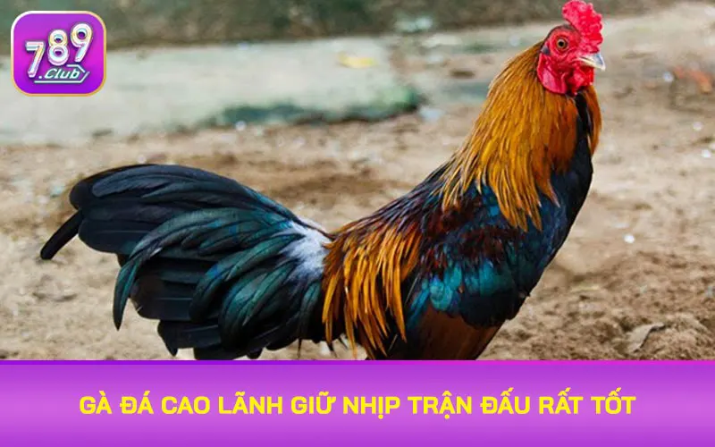 Gà đá Cao Lãnh giữ nhịp trận đấu rất tốt