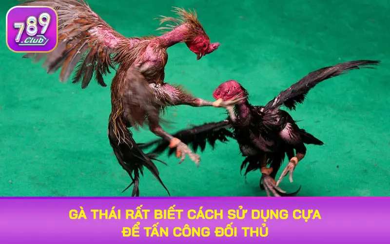 Gà Thái rất biết cách sử dụng cựa để tấn công đối thủ