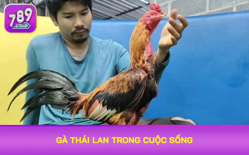 Gà Thái Lan trong cuộc sống