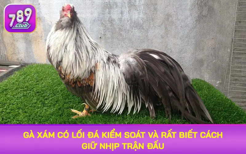 Gà xám có lối đá kiểm soát và rất biết cách giữ nhịp trận đấu