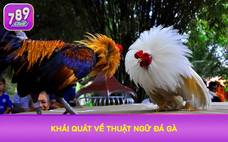 Khái quát về thuật ngữ đá gà