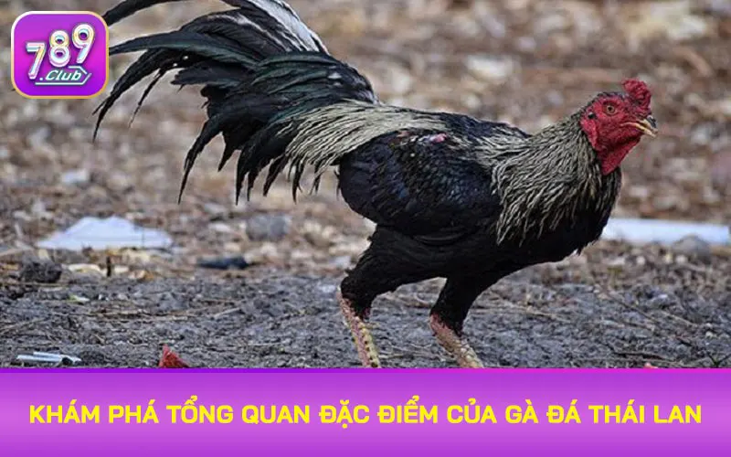 Khám phá tổng quan các đặc điểm của gà đá Thái Lan