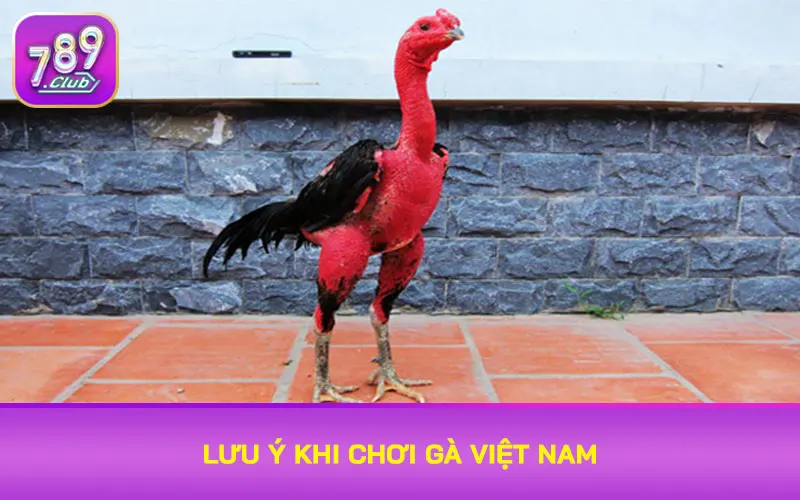 Lưu ý khi chơi gà Việt Nam
