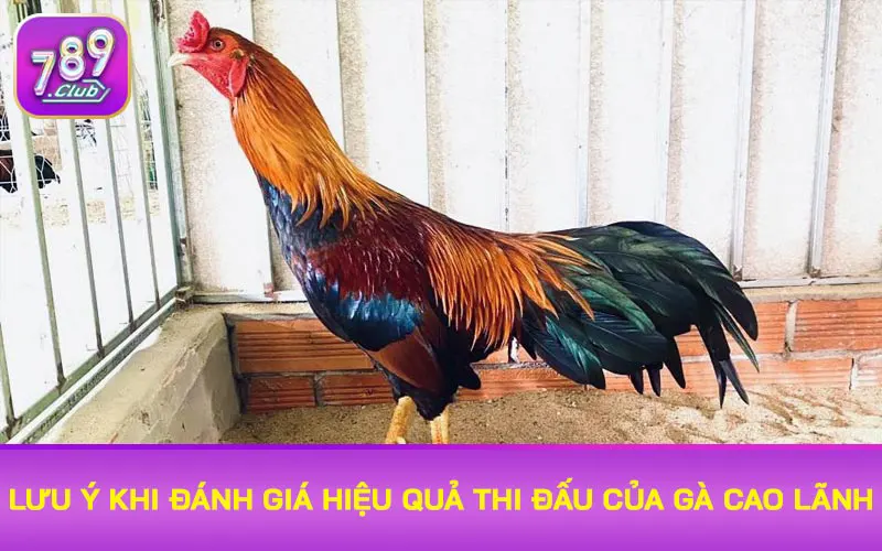 Lưu ý khi đánh giá hiệu quả thi đấu của gà Cao Lãnh