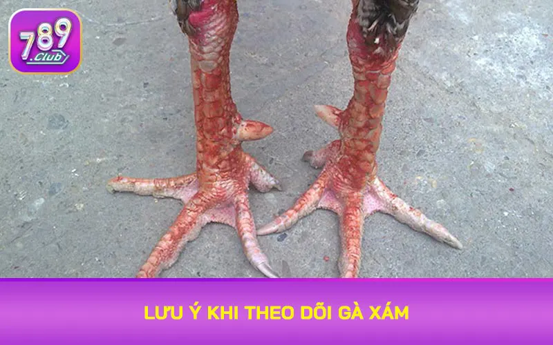 Lưu ý khi theo dõi gà xám