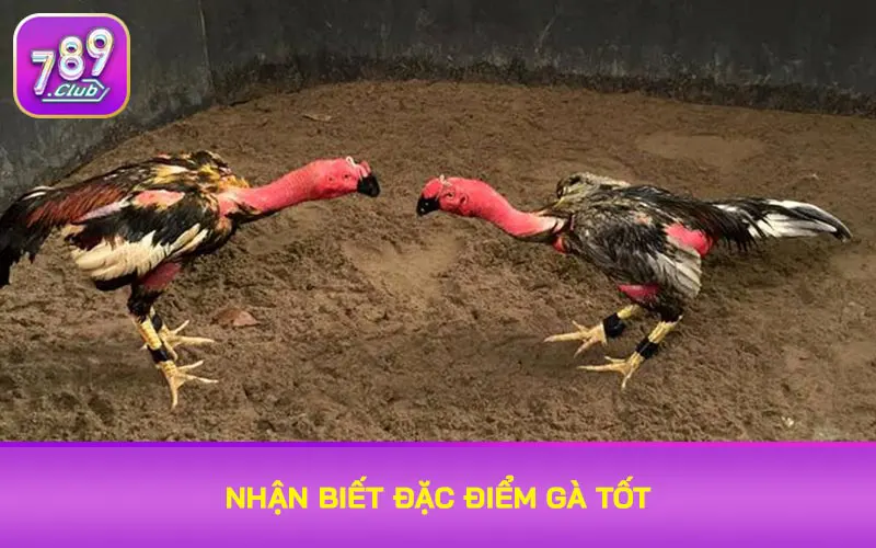 Nhận biết đặc điểm gà tốt