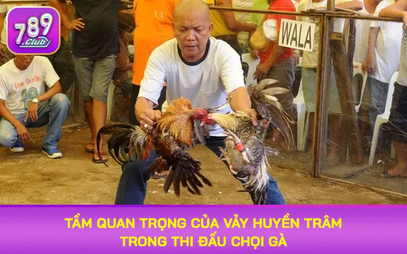 Tầm quan trọng của vảy huyền trâm trong thi đấu chọi gà