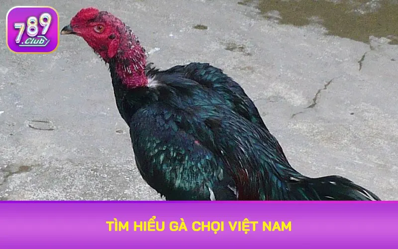 Tìm hiểu gà chọi Việt Nam