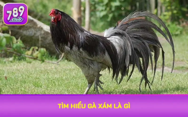 Tìm hiểu gà xám là gì