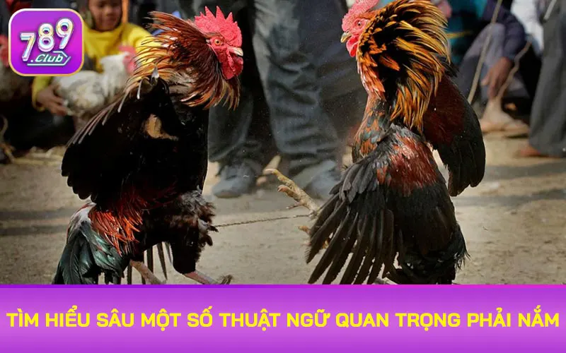 Tìm hiểu sâu một số thuật ngữ quan trọng phải nắm
